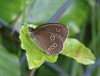 Neerpelt - Welke vlinder fladdert daar? (13)