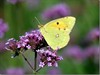 Houthalen-Helchteren - Meer en andere vlinders door de zomer