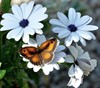 Neerpelt - Welke vlinder fladdert daar? (14)