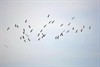 Lommel - Honderden roofvogels boven Maatheide