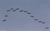 Lommel - 1257 kraanvogels boven Maatheide