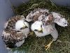 Peer - Buizerds weggehaald uit nesten op vliegbasis