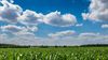 Lommel - Een blauwe hemel met witte wolken