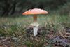 Lommel - Op een rode paddenstoel, vol met witte stippen