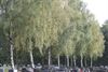 Overpelt - Nieuwe bomen voor begraafplaats