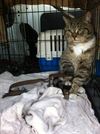 Beringen - Kat gevonden met klem aan poot in Paal