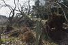 Beringen - Oude boom valt op tuinhuisje in Paal
