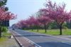 Lommel - De lente in het straatbeeld