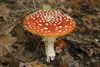 Hamont-Achel - De schoonheid van de herfst...
