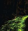 Hamont-Achel - Samhain Nocturne met 14 groepen