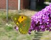 Overpelt - Een dag te vroeg voor het vlindertelweekend