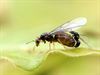 Overpelt - Een geëmancipeerde mier