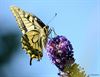 Neerpelt - Een struik voor vlinders