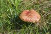 Beringen - De eerste paddenstoelen