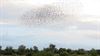 Neerpelt - Na regen- ook spreeuwenwolken