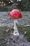 Neerpelt - Een goed paddenstoelenjaar