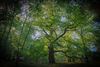 Overpelt - We hebben 'de mooiste boom'
