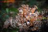 Houthalen-Helchteren - Een paddenstoelendorp