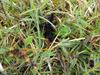 Hechtel-Eksel - Steeds meer veldparelmoervlinders in Bosland