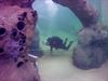 Beringen - Eerste onderwaterfoto's duikcentrum TODI