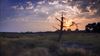 Neerpelt - 'De meest herkenbare boom van het Hageven'
