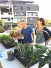 Lommel - Stadsambtenaren adopteren een plant
