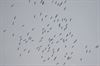 Lommel - Vijfmiljoenste trekvogel geteld boven Maatheide
