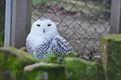 Eerste Limburgse vogelbeschermengelen voorgesteld