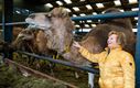 KWB bezoekt unieke kamelenboerderij