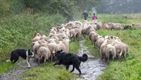Wandelen met (natte) schapen