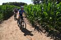 Opening maïsdoolhof en fietsen door de maïs