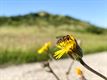 140 soorten wilde bijen en wespen gespot
