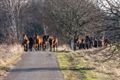 Paarden ontsnapt bij het Hageven