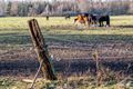 Paarden ontsnapt bij het Hageven