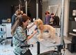 Workshops honden trimmen
