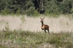 Wie zou er het meest geschrokken zijn?