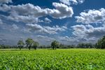 Juni: meer regen, minder zon