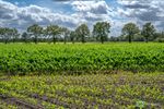 Juni: meer regen, minder zon