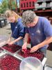 Nieuwe lading Limburgse krieken voor Remise 56