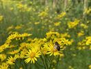 Avontuurlijke bijenwandeling