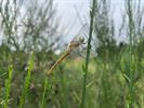 Avontuurlijke bijenwandeling