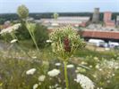 Avontuurlijke bijenwandeling