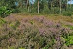 Bloeiende heide op de Venusberg