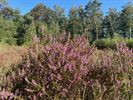 Gele wandeling Koersels Kapelleke