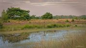 De heide in het Hageven kleurt paars