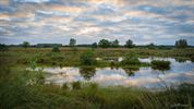 De heide in het Hageven kleurt paars