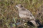 Een jonge buizerd op het Hageven