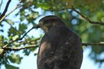 Een jonge buizerd op het Hageven