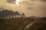 't Is augustus, de heide staat in bloei