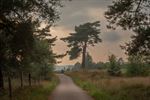 't Is augustus, de heide staat in bloei